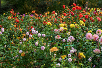 dahlias in the fall garden