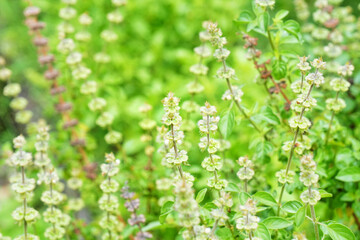 full frame of holy basil flower fields in morning light, nature herb, plant with leaves, seeds, or flowers used for flavoring, food, medicine. beauty in nature background.