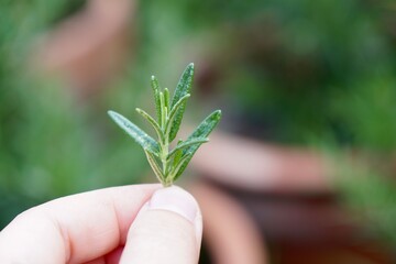 hand holding Rosemary leaves (Rosmarinus officinalis) in morning light on blurred background.