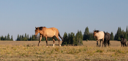 Dun mare wild horse leading small herd of mustangs in the Pryor Mountains of Montana United States