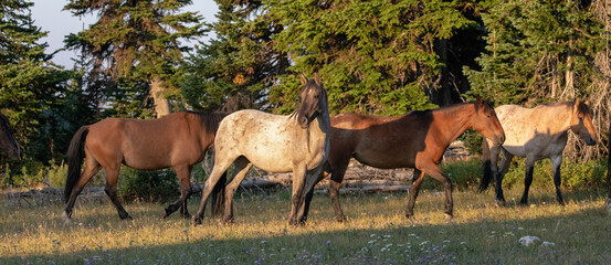 Blue roan mare wild horse with three other mustangs in the early morning light in the Pryor Mountains of  Wyoming United States
