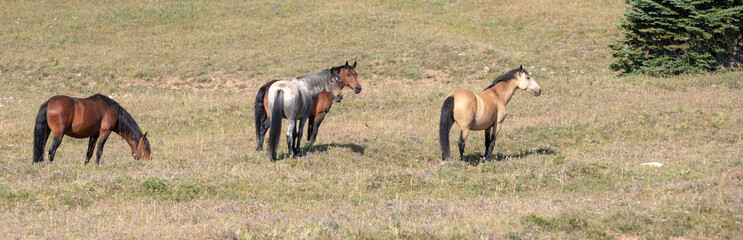 Naklejka na ściany i meble Small herd of four wild horses in the Pryor Mountains Wild Horse Range in Montana United States