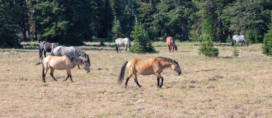 Naklejka na ściany i meble Band of seven wild horses in the Pryor Mountains wild horse range in Montana United States