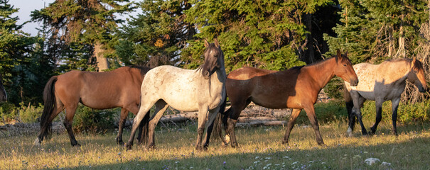 Herd of four wild horses in the early morning light in the Pryor Mountains of  Wyoming United States