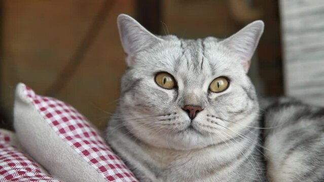 British grey cat looking and blinking. Domestic animal lying on bed and relaxing at home with color background. 