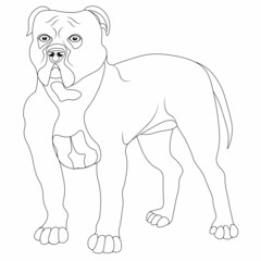 Outline drawing of a pit bull dog for coloring. Bulldog for coloring and outline stroke. Vector illustration