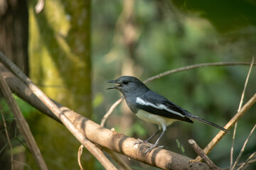 Oriental Magpie-Robin bird shouting. Dhobini chara