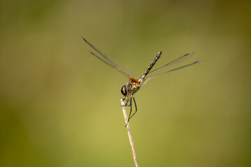 Backside view of resting dragonfly raises its tail up.