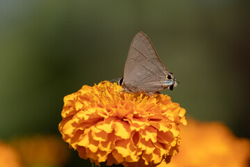 Deudorix epijarbas butterfly sitting enjoying the nectar of the marigold flower. 