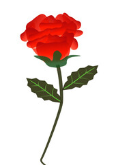 red rose