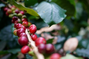 Raw coffee beans on trees and branches in morning light with copy space.