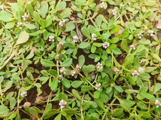 Turkey tangle frogfruit, Phyla nodiflora, the frog fruit, sawtooth fogfruit, Verbenaceae, ornamental plant, Lanceleaf fogfruit