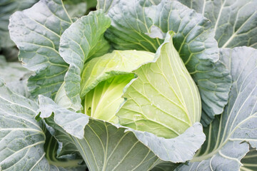 green cabbage with water drops on leaves in morning light. full frame. beauty in nature. organic vegetable.