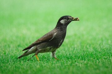 鳥