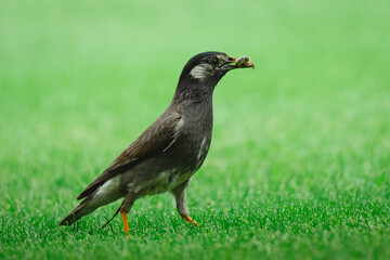 鳥
