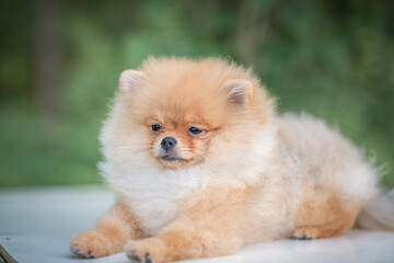 Portrait of a beautiful purebred Pomeranian in the forest.