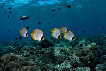 A school of Butterflyfish swimming beside coral reefs. Underwater world of Tulamben, Bali, Indonesia.