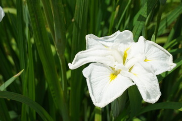 菖蒲（しょうぶ）（a Japanese iris) white