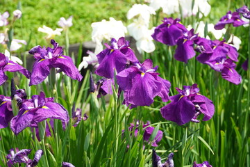 菖蒲（しょうぶ）（a Japanese iris) purple