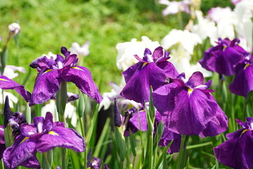 菖蒲（しょうぶ）（a Japanese iris) purple