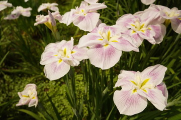 菖蒲（しょうぶ）（a Japanese iris) white pink