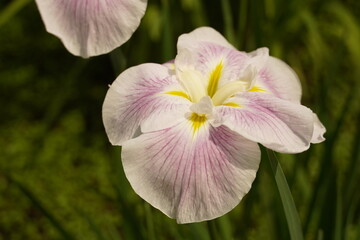 菖蒲（しょうぶ）（a Japanese iris) white pink