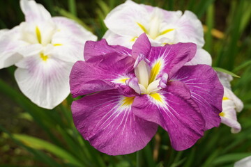 菖蒲（しょうぶ）（a Japanese iris) purple