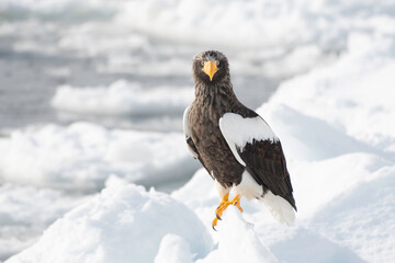 Front face of steller's sea eagle on the ice
