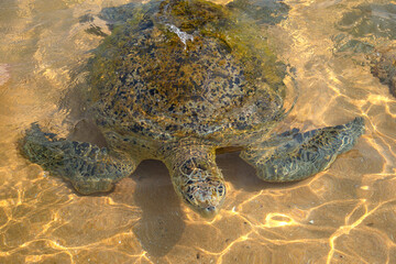 A large sea turtle on the shallows of the Indian Ocean coast. Sri Lanka