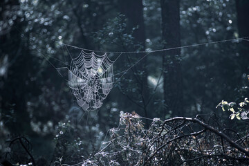 Wet spriderweb in a dark fine forest. Backlit spider net in summer. Coniferous woodland view in Lithuania. Selective focus on the details, blurred background.