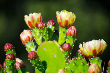 Beautiful yellow Prickly pear cactus flower at a botanical garden.