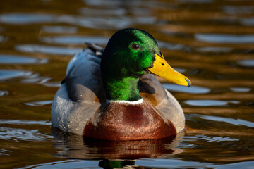 Duck - close up