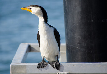 Fototapeta premium Cormorant, Little Pied water bird near the Cook river, Sydney, Australia.