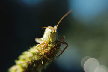 macro of a wasp