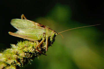 grasshopper on a leaf