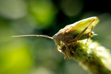 beetle