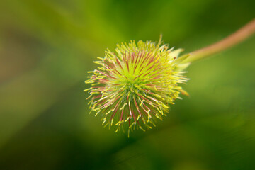 close up of a flower