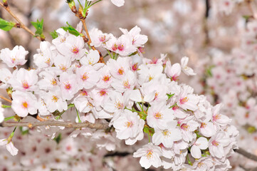 韓国・ソウル・石村湖に咲く桜