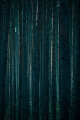 Tall thin pine trees in a dark forest, Neris Regional Park, Lithuania. Backlit textured bark, spooky mood. Selective focus on the details, blurred background.
