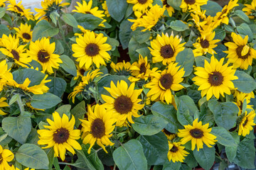 Fototapeta na wymiar Sunflower natural background. Sunflower blooming