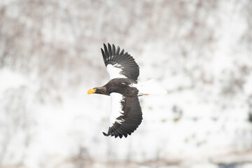 Steller's sea eagle flying in Rausu