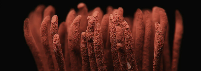 plasmodium mold fungi, microscope close-up little life, unusual fungi mold in the forest