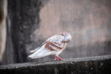 domestic colorful pigeons perched on the wall