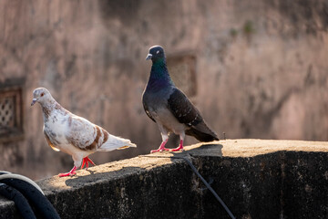 domestic colorful pigeons perched on the wall