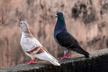 domestic colorful pigeons perched on the wall