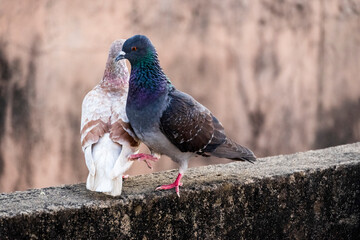 domestic colorful pigeons perched on the wall