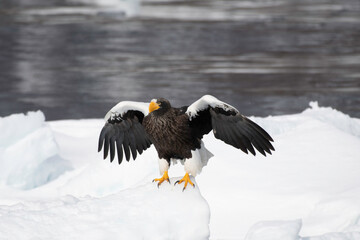 Steller's sea eagle flapping on the ice