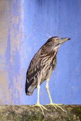 The black crowned night heron is sitting on a ledge