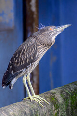 The black crowned night heron is sitting on a ledge