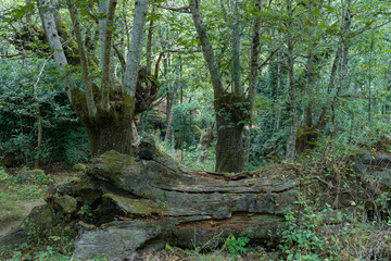 Fallen tree in a beautiful forest